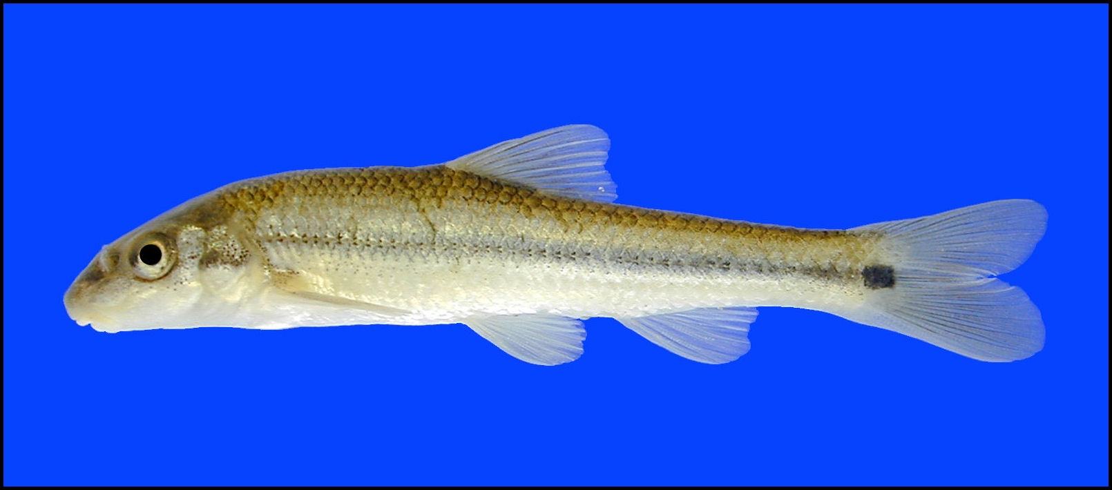 suckermouth minnow Phenacobius mirabilis